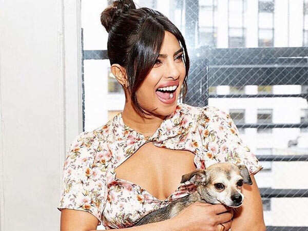 Is Priyanka Chopra's Dog the Most Fashionable Pet in Hollywood