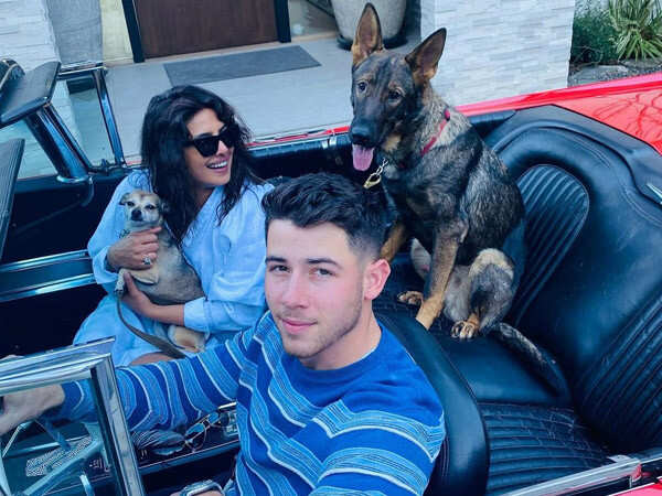 Is Priyanka Chopra's Dog the Most Fashionable Pet in Hollywood