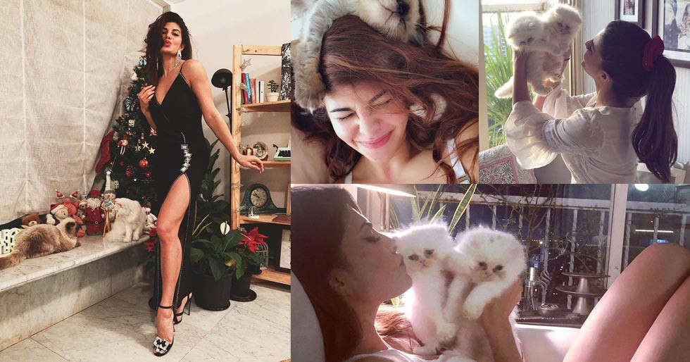10 adorable pictures of Jacqueline Fernandez with her cats