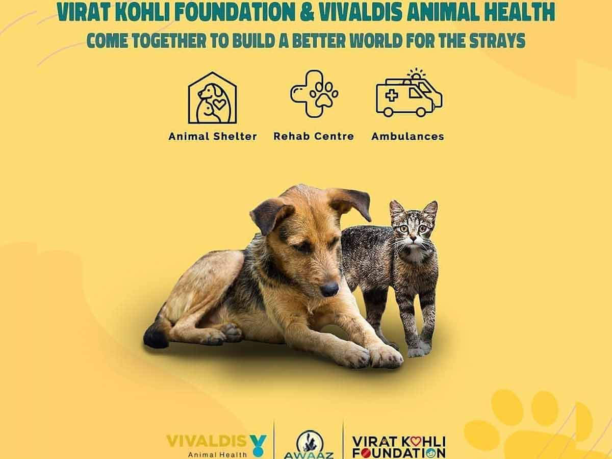 Virat Kohli, Anushka Sharma step in to help stray animals 