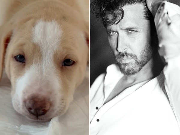 Hrithik Roshan adopts a puppy named Mowgli, introduces it on Instagram
