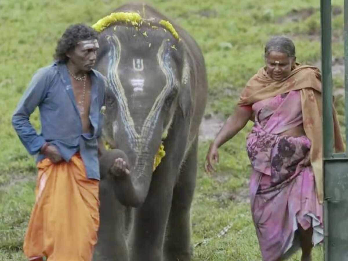 The Elephant Whisperers couple react to the film's Oscars win ...